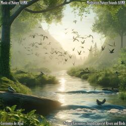 Wild Symphony, Birds and Rivers in ASMR Harmony