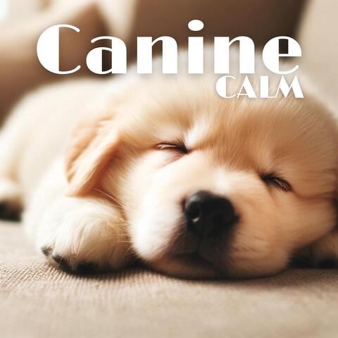 Canine Calm: Music to Help Dogs Relax and Unwind