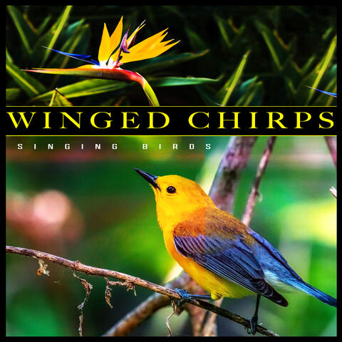 Winged Chirps