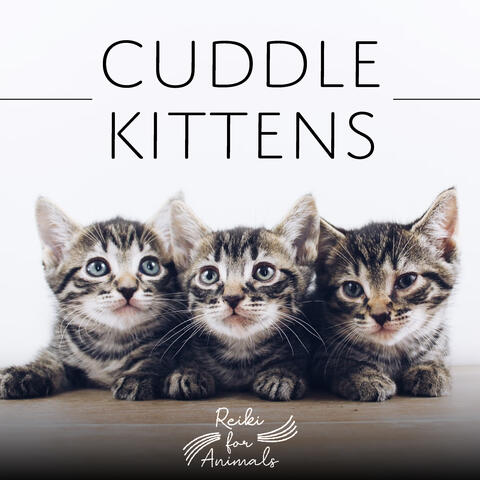 Cuddle Kittens