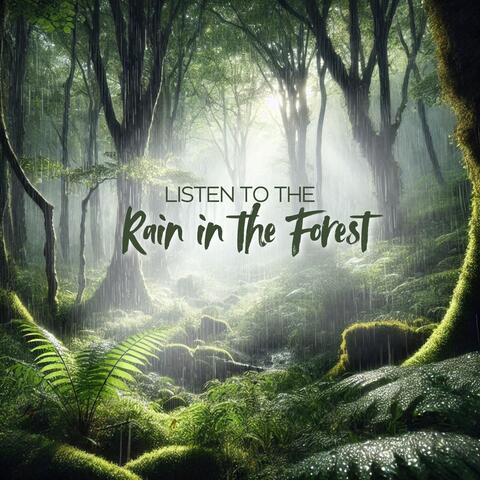 Listen to the Rain in the Forest: Reduce Stress, Sleep Calmly, Relax
