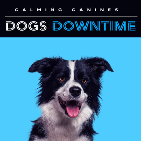Dogs Downtime