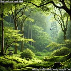 Meditating with Bird Sounds, Harmony in the Forest