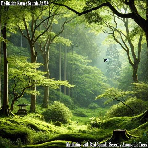 Meditating with Bird Sounds, Serenity Among the Trees