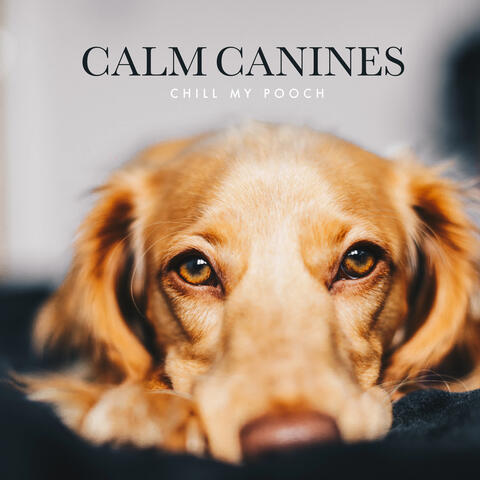 Calm Canines