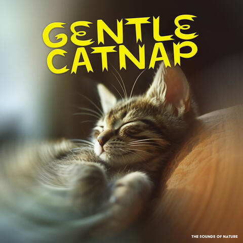 Gentle Catnap