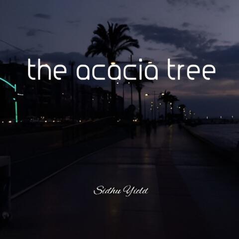the acacia tree