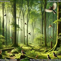 White Noise of Birds in the Forest, Tranquility in the Morning
