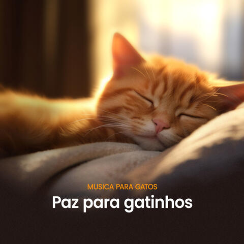 Paz para gatinhos