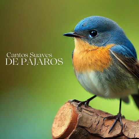 Cantos Suaves de Pájaros: Perfectos para la Relajación, el Spa y la Meditación