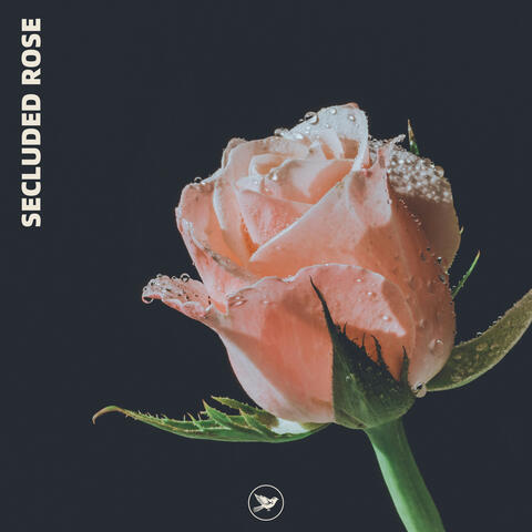 Secluded Rose