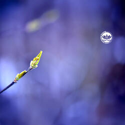 Momentum of Hope