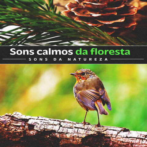 Sons calmos da floresta