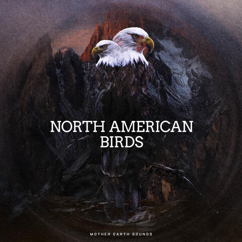 North American Birds