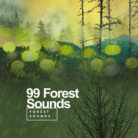 99 Forest Sounds