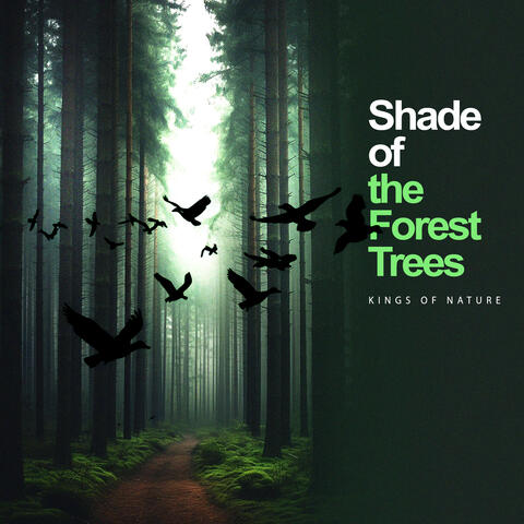 Shade of the Forest Trees