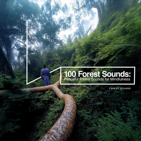 100 Forest Sounds: Peaceful Forest Sounds for Mindfulness