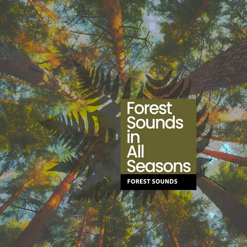 Forest Sounds in All Seasons