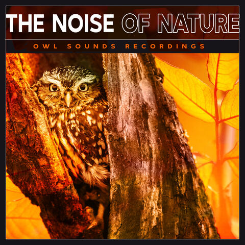 The Noise of Nature
