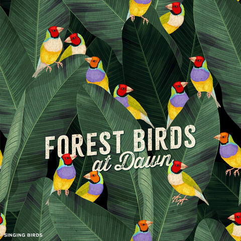 Forest Birds at Dawn