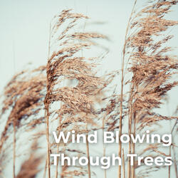 Swaying Walnut Tree in the Wind