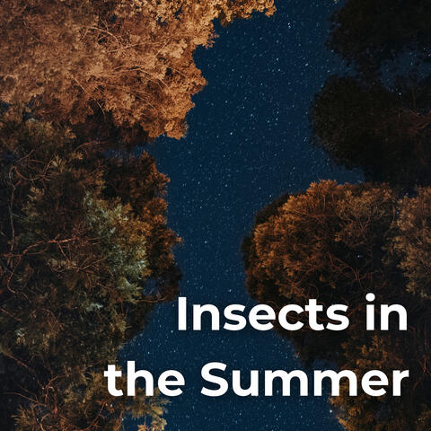 Insects In The Summer