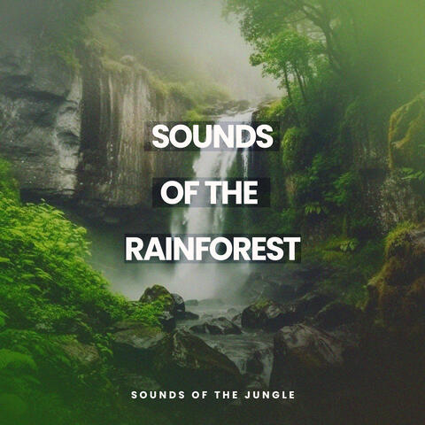 Sounds of the Rainforest