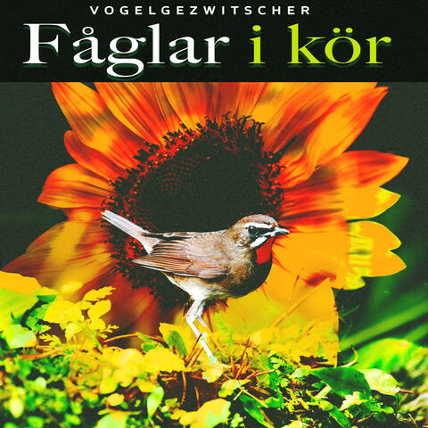 Fåglar i kör