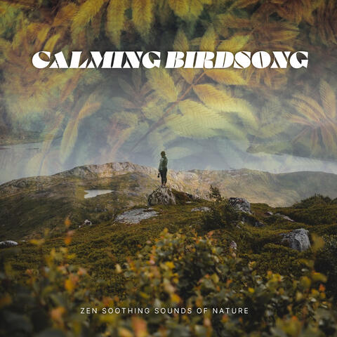 Calming Birdsong