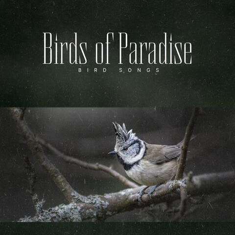 Birds of Paradise