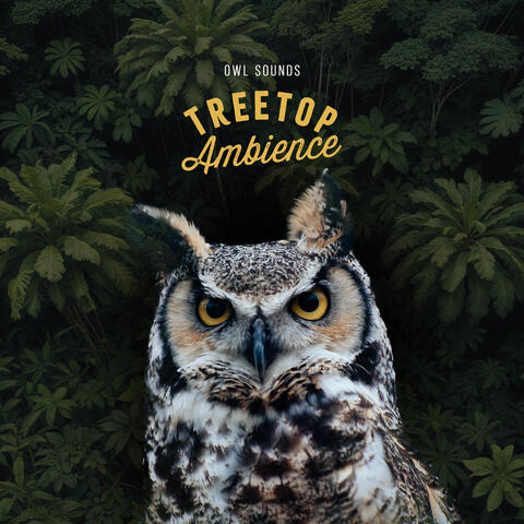 Treetop Ambience