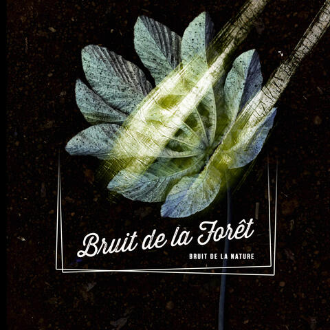 Bruit de la Forêt