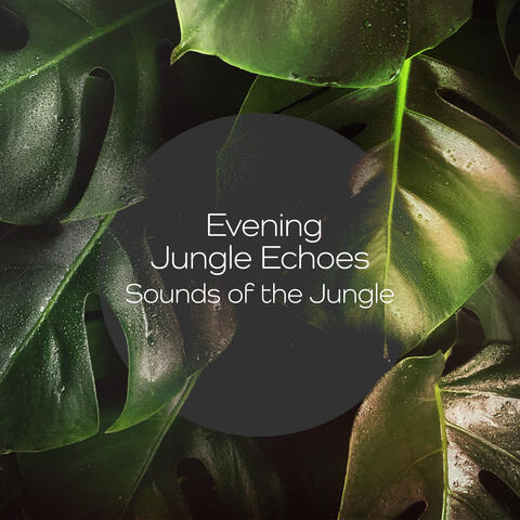 Evening Jungle Echoes