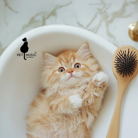 Spa for Cats: Feline Relaxation and Anxiety Relief