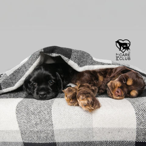Little Puppy Under a Blanket