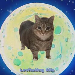 Levitating Oiia