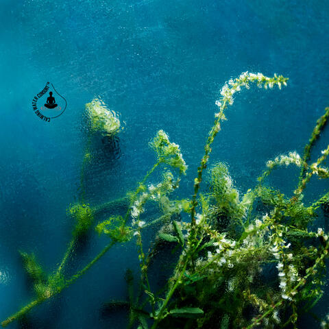 Beneath the Quiet Tide