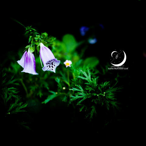 El Musgo Duerme Bajo Las Flores