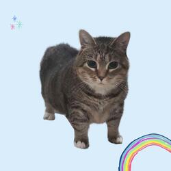 OIIA CAT SPINNING
