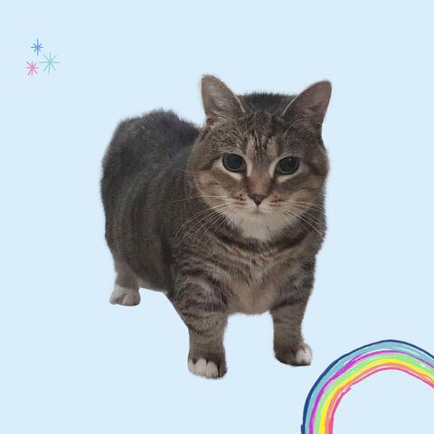 OIIA CAT SPINNING