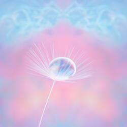 Petals of the Inner Wind