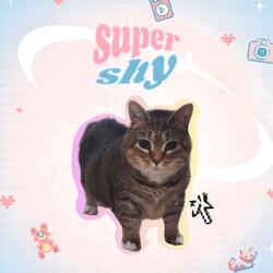 Super Shy Oiia
