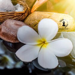 Seashell Dawn
