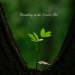 Forest Breathing