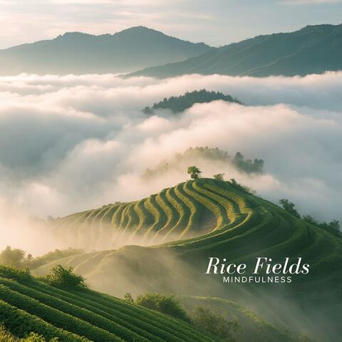 Rice Fields Mindfulness