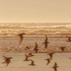 The Floating Lantern