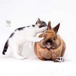 Slow Pads on Morning Light