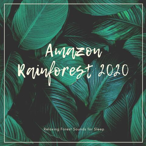 Amazon Rainforest 2020: Relaxing Forest Sounds for Sleep