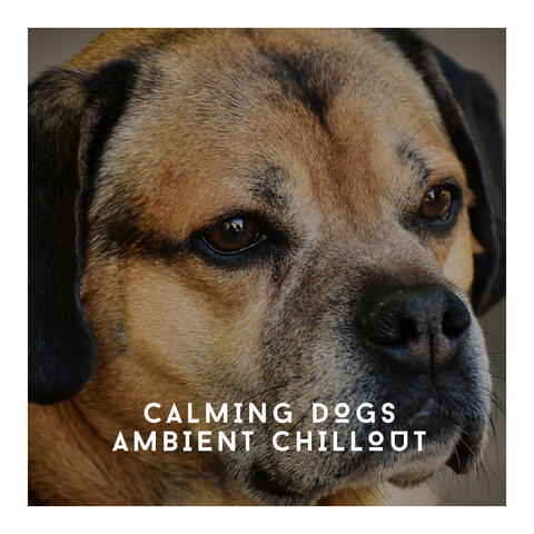 Calming Dogs Ambeint Chillout