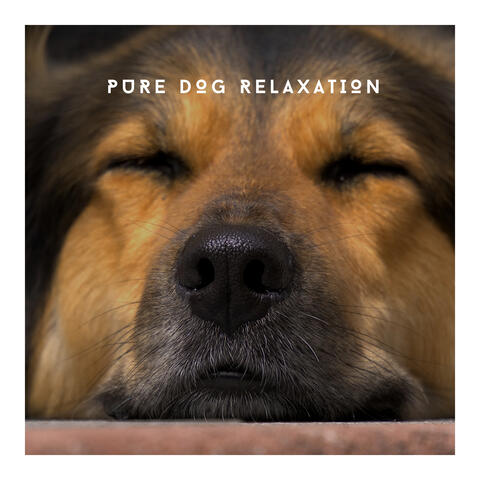 Pure Dog Relaxation - Best Ambience To Keep Pup Chill